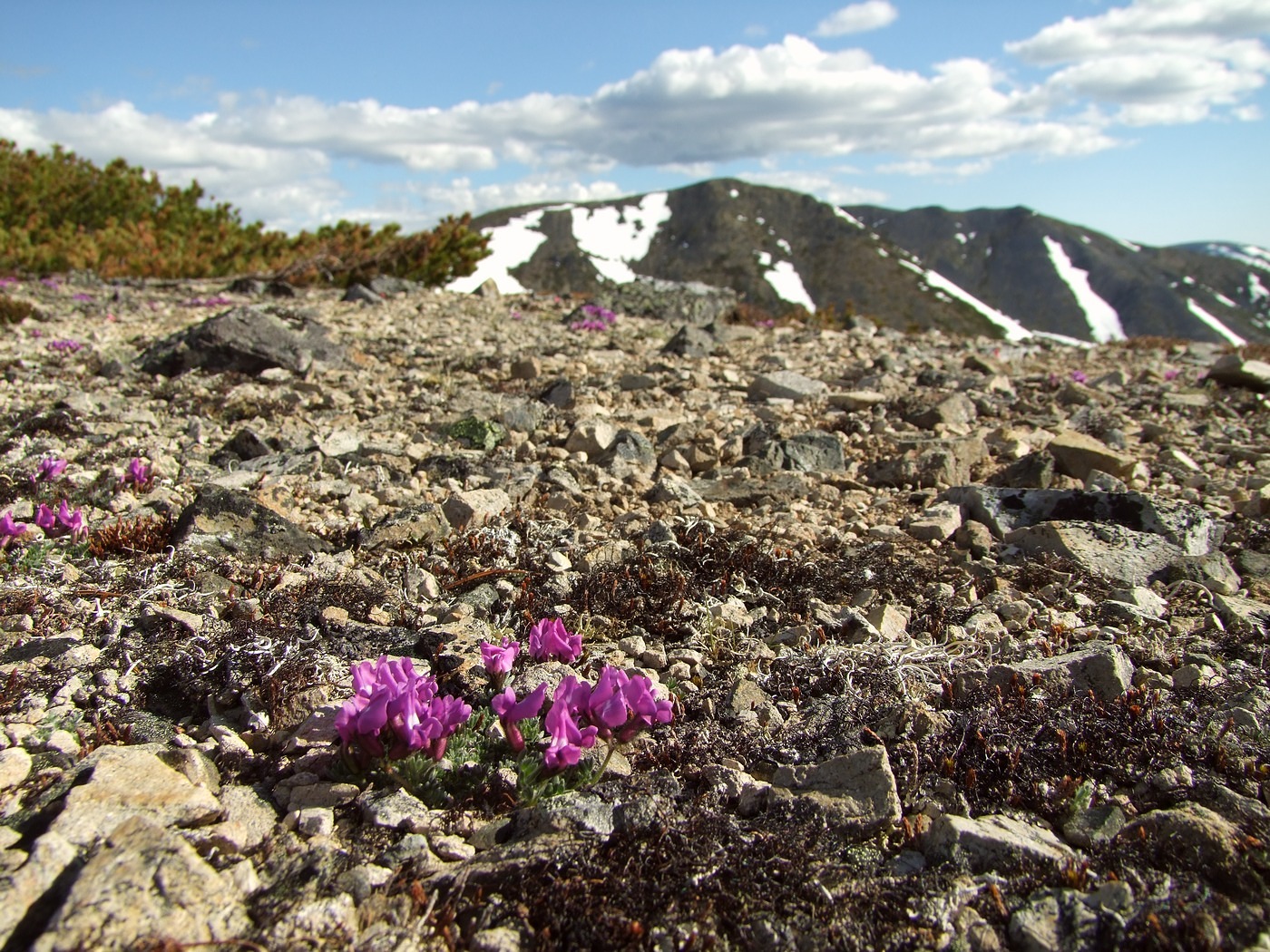 Image of Oxytropis czukotica specimen.