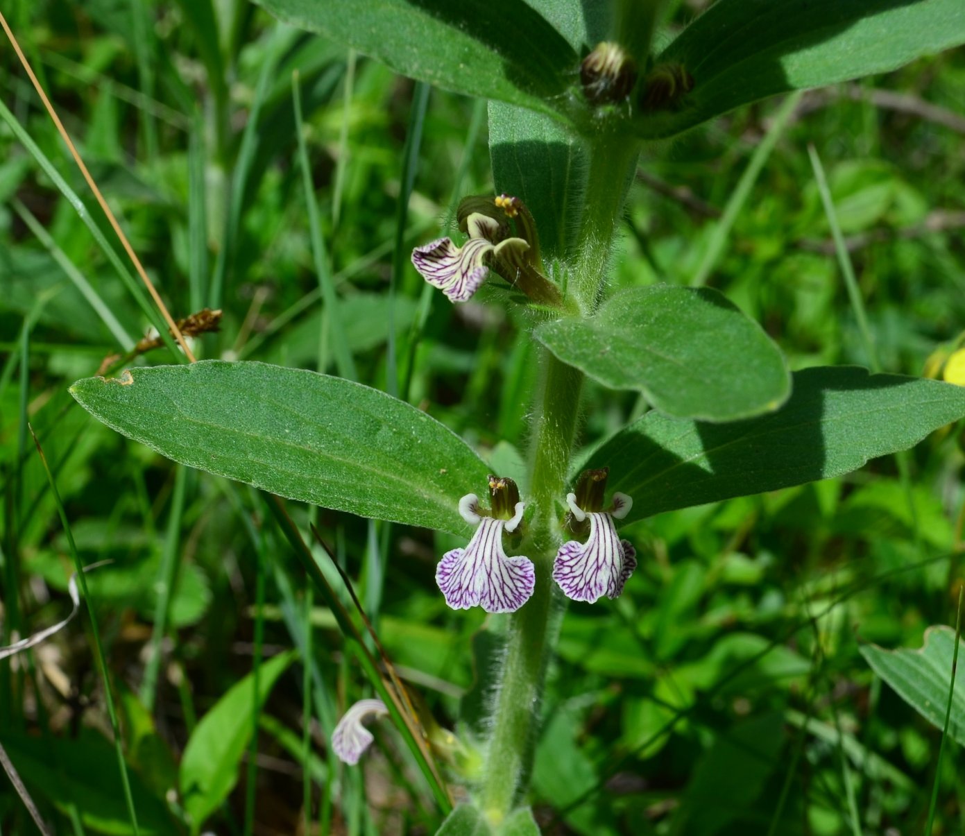 Image of Ajuga laxmannii specimen.