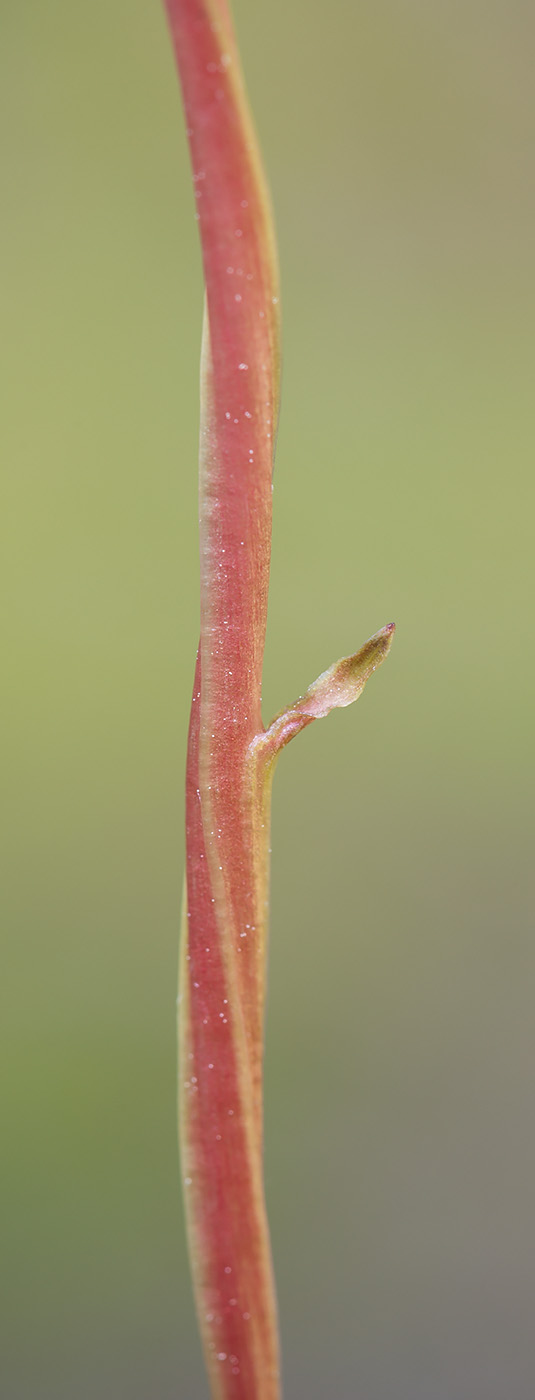 Image of Pyrola chlorantha specimen.