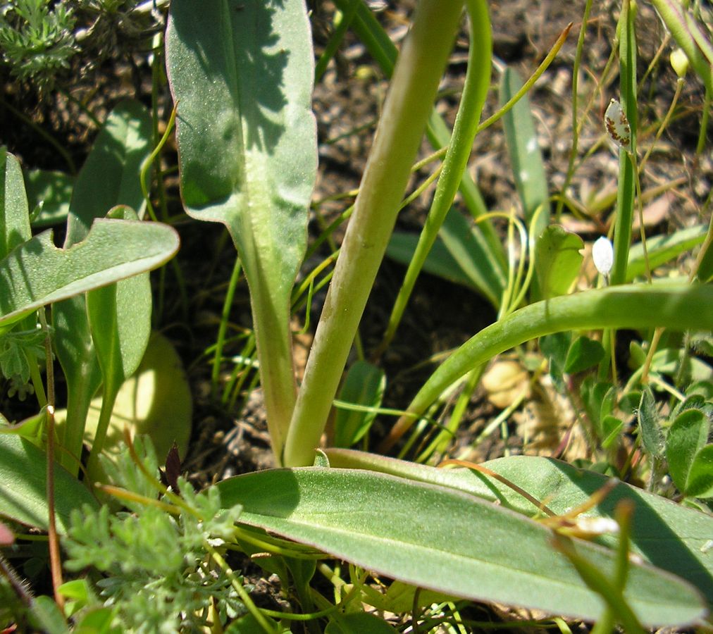 Изображение особи Valeriana tuberosa.
