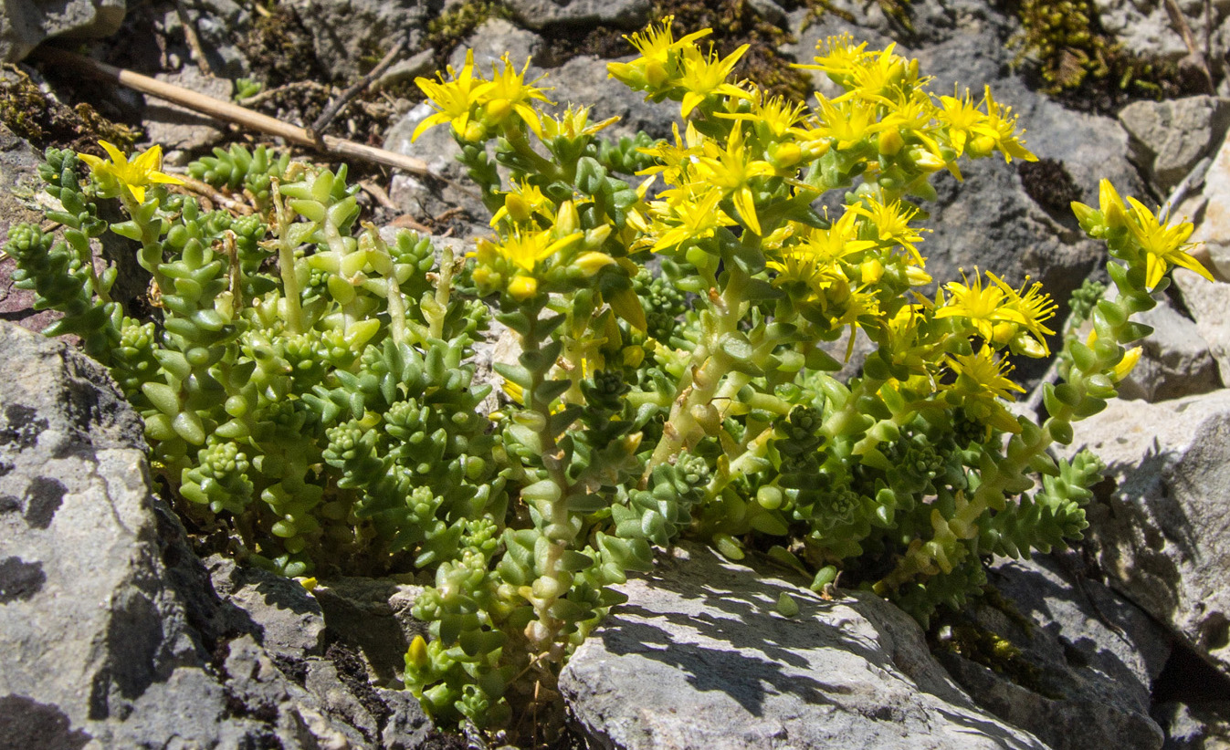 Изображение особи Sedum acre.