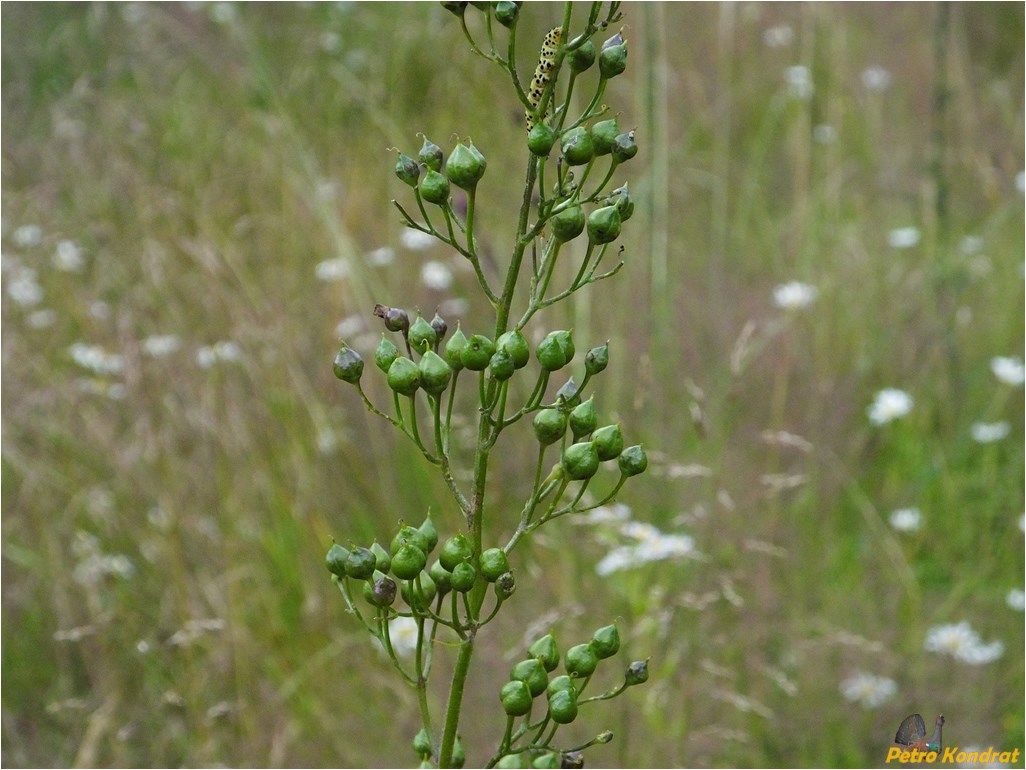 Изображение особи Scrophularia nodosa.