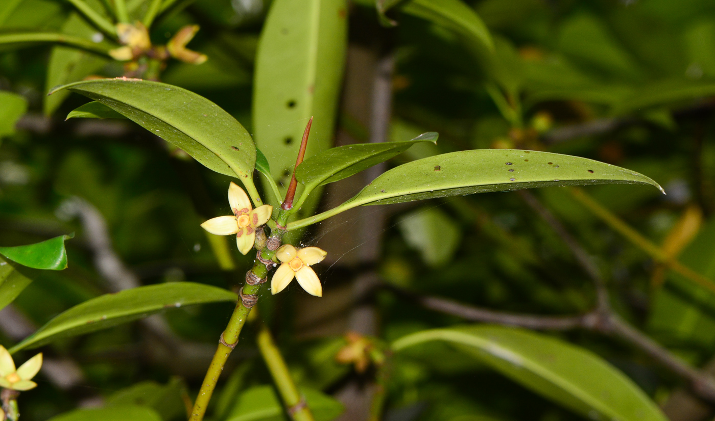 Image of Rhizophora mucronata specimen.