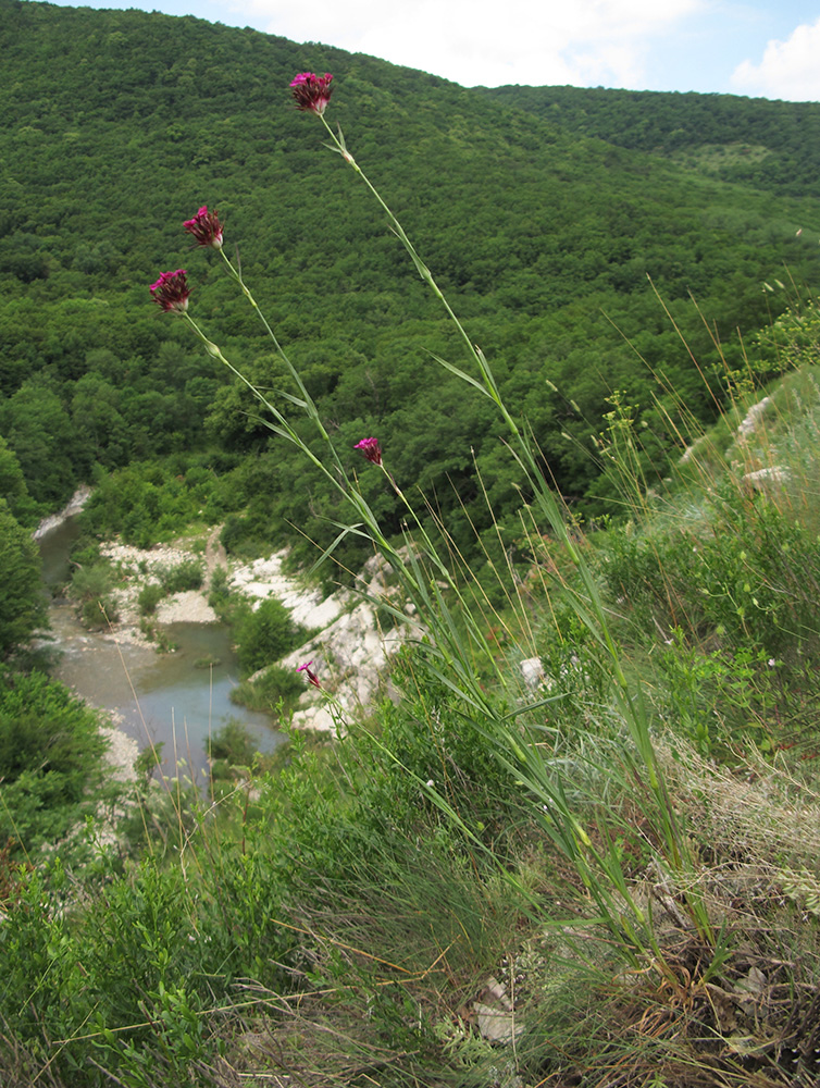 Image of Dianthus capitatus specimen.