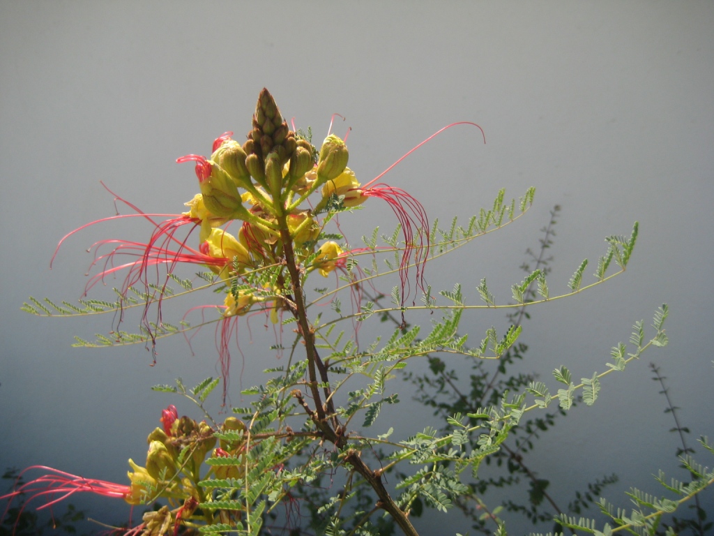 Изображение особи Caesalpinia gilliesii.