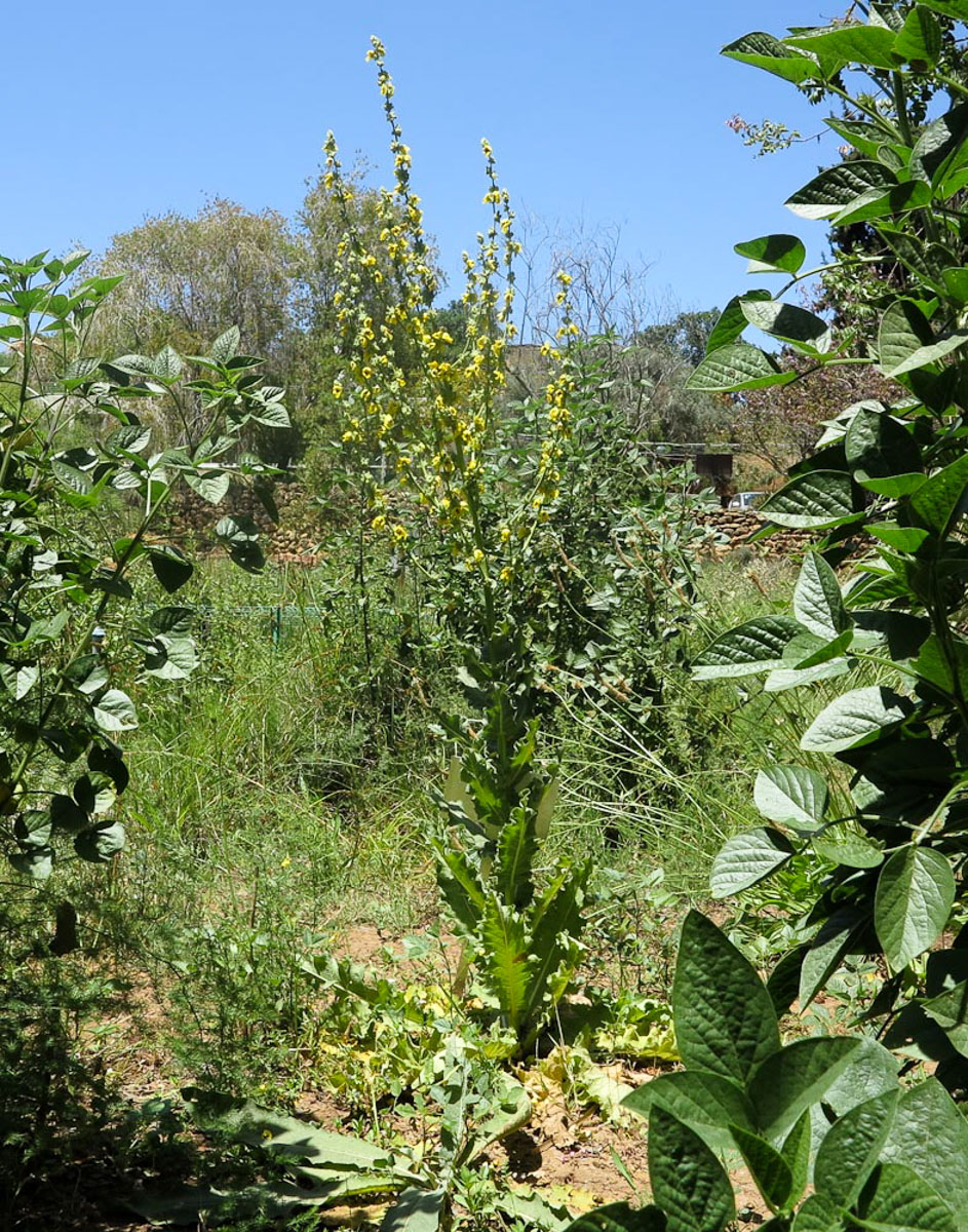 Изображение особи Verbascum jordanicum.