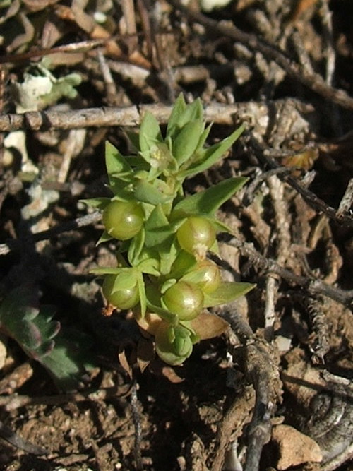 Изображение особи Asterolinon linum-stellatum.