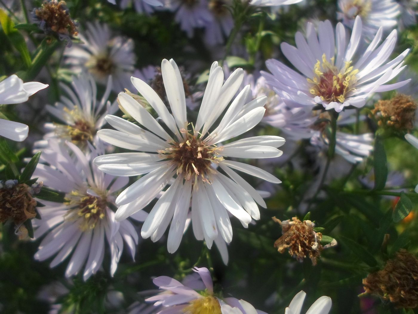 Image of Symphyotrichum novi-belgii specimen.
