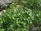 Ranunculus brachylobus