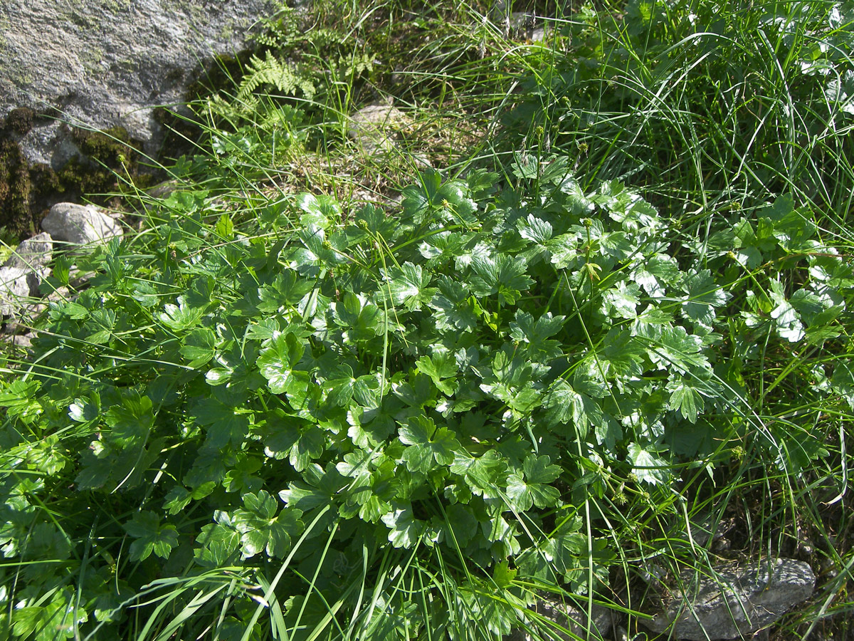 Изображение особи Ranunculus brachylobus.