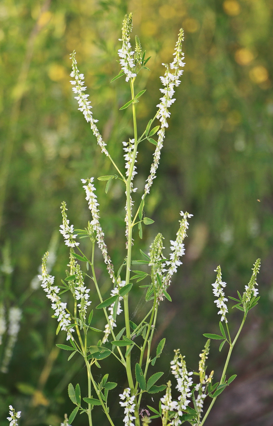 Image of Melilotus albus specimen.