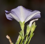 Convolvulus sabatius subspecies mauritanicus. Верхушка веточки с цветком. Израиль, Шарон, г. Герцлия, сквер, в культуре. 28.05.2017.