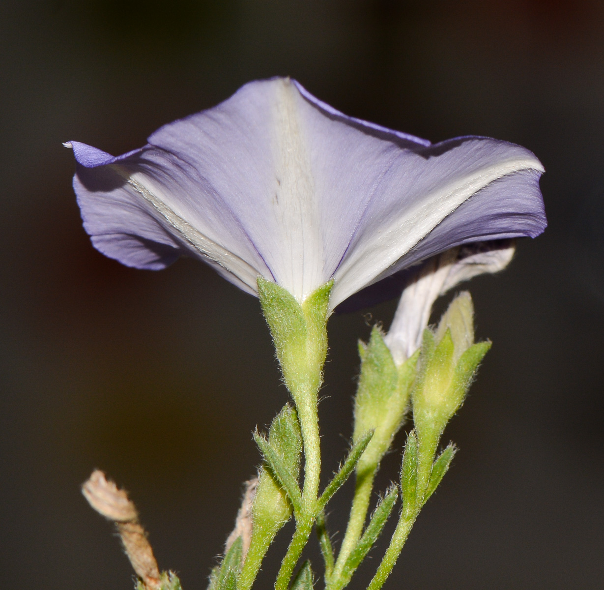 Image of Convolvulus sabatius ssp. mauritanicus specimen.