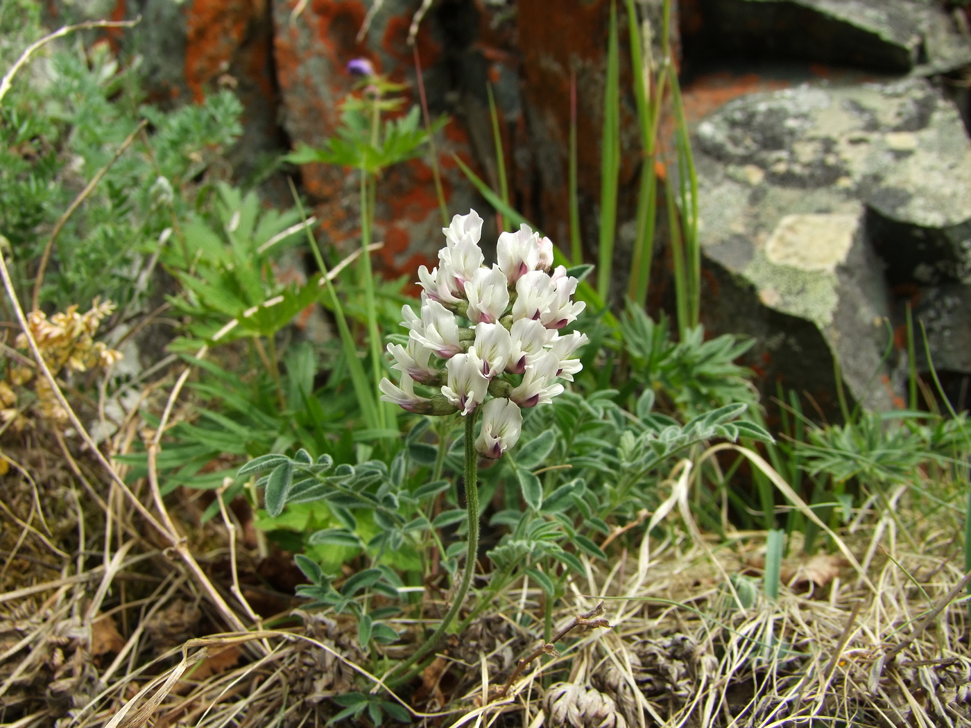 Image of Astragalus tugarinovii specimen.