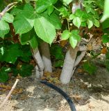 Jatropha gossypiifolia