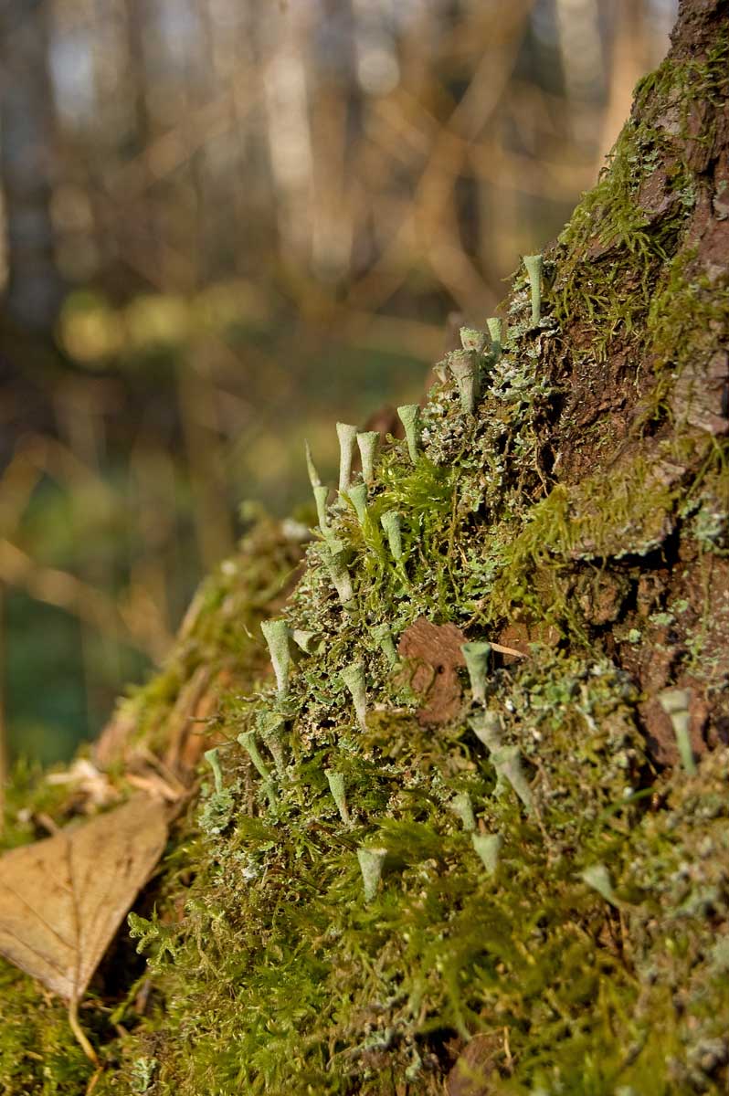 Изображение особи род Cladonia.