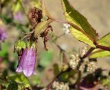 Campanula takesimana. Верхушка цветущего растения. Крым, городской округ Ялта, пгт Массандра, Массандровский дворец, в цветнике. Июль 2017 г.