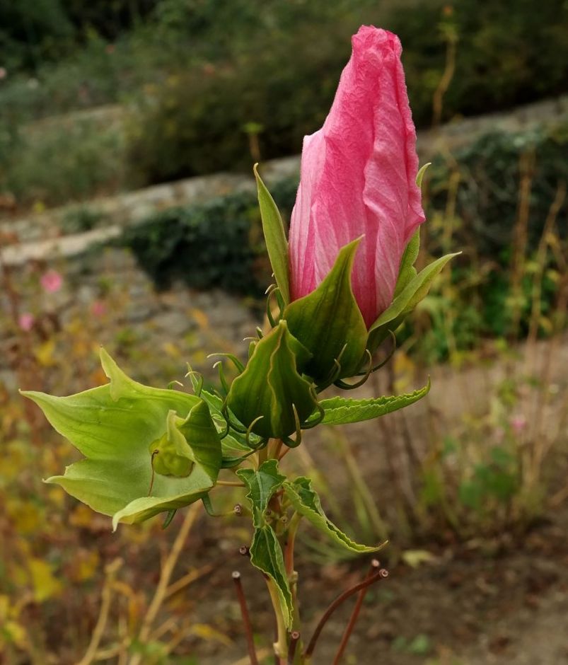Image of Hibiscus × hybridus specimen.