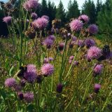 Cirsium setosum
