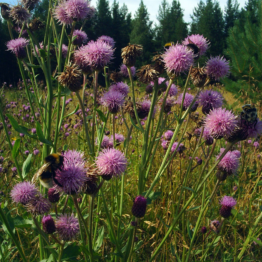 Изображение особи Cirsium setosum.