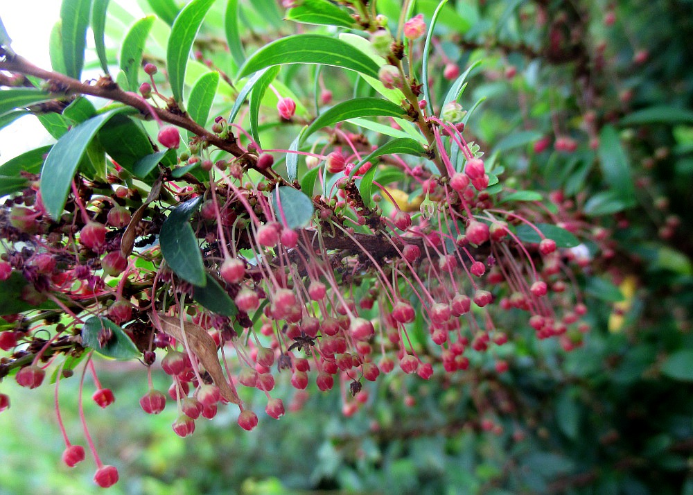 Изображение особи Phyllanthus myrtifolius.