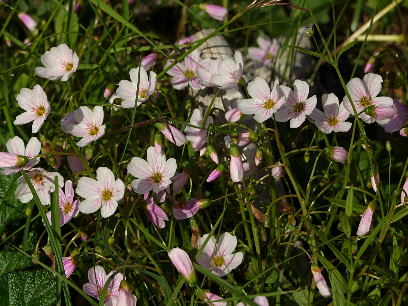 Image of Claytonia sarmentosa specimen.