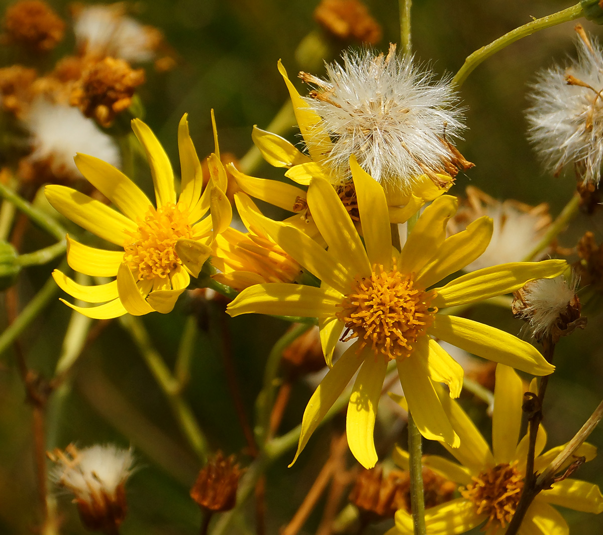 Изображение особи Senecio jacobaea.