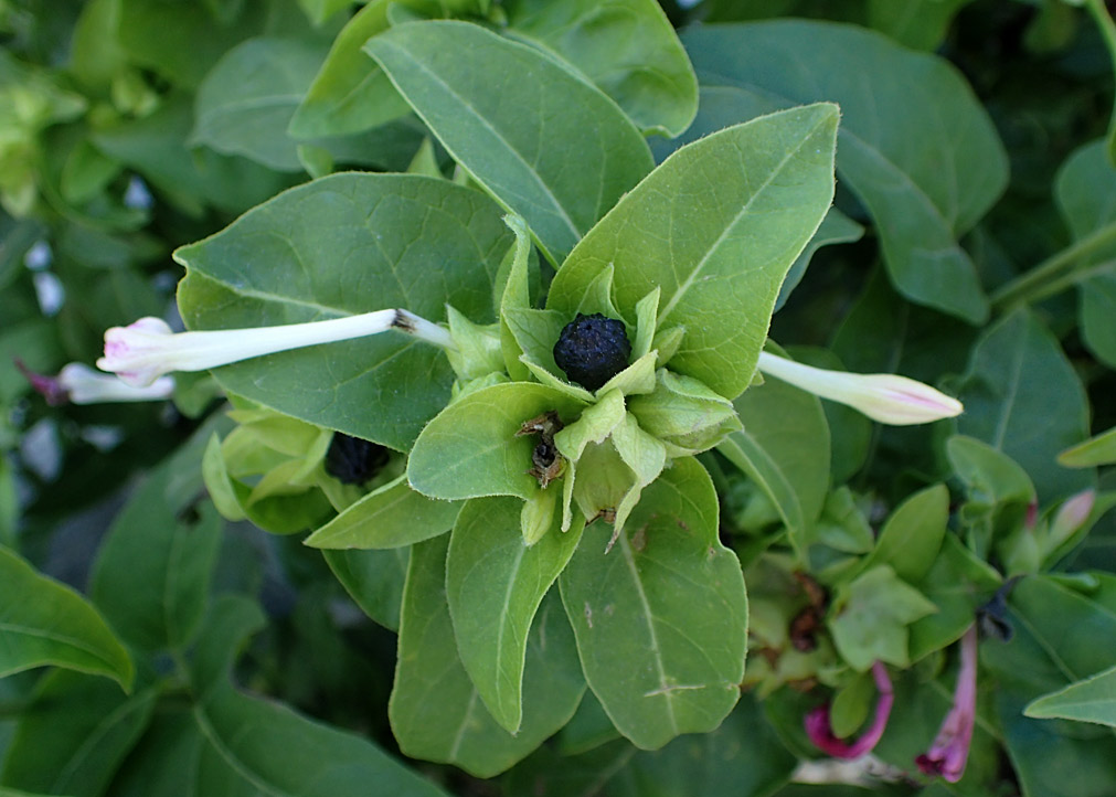 Изображение особи Mirabilis jalapa.