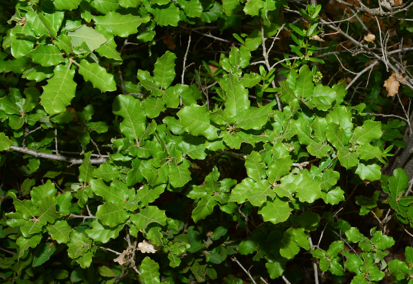 Image of Quercus boissieri specimen.