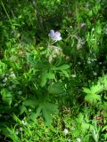 Geranium sylvaticum. Цветущее растение (гипохромная форма). Беларусь, Гродненская обл., Новогрудский р-н, Кошелевский сельсовет, окр. дер. Чемеровка, Рутковский пригорок, опушка дубравы орешниково-разнотравной. 23.05.2017.