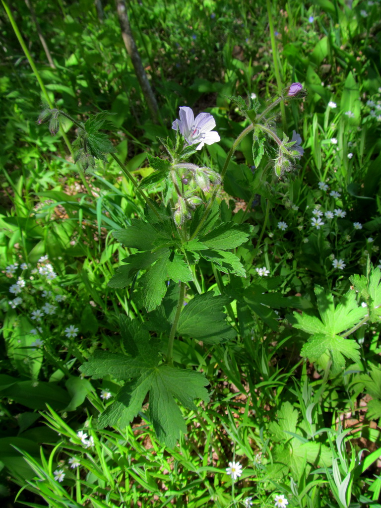 Изображение особи Geranium sylvaticum.