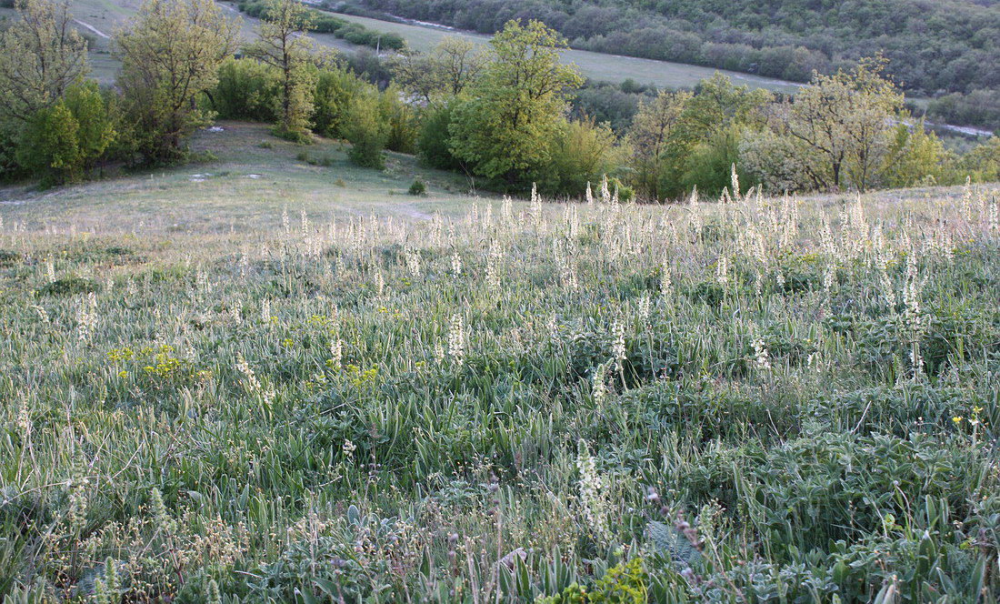 Image of Salvia austriaca specimen.