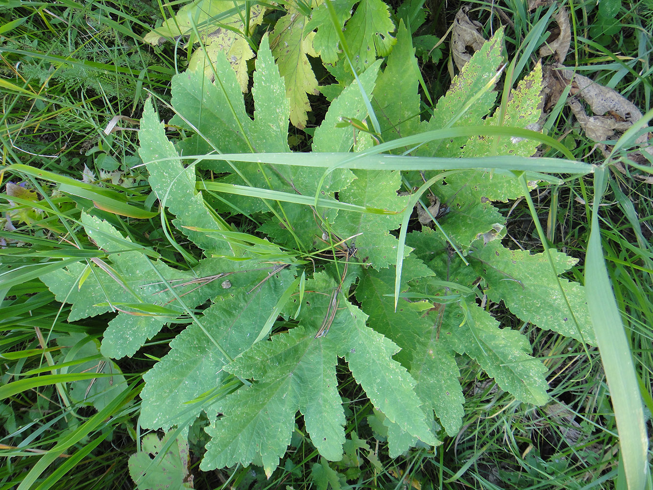 Изображение особи род Heracleum.