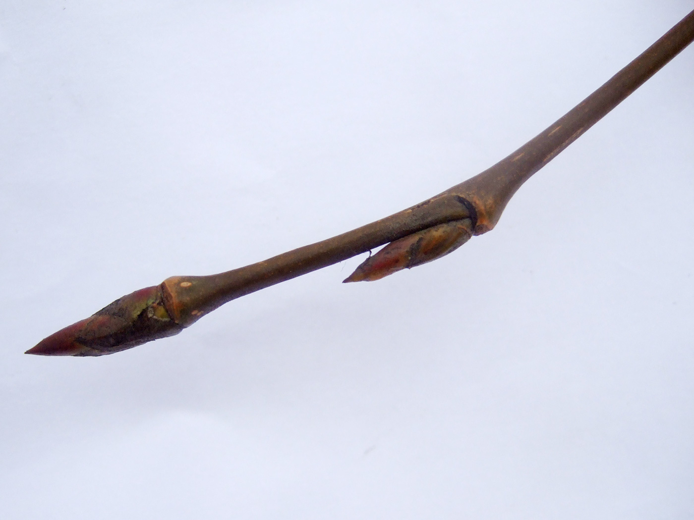 Image of Populus × rasumowskiana specimen.