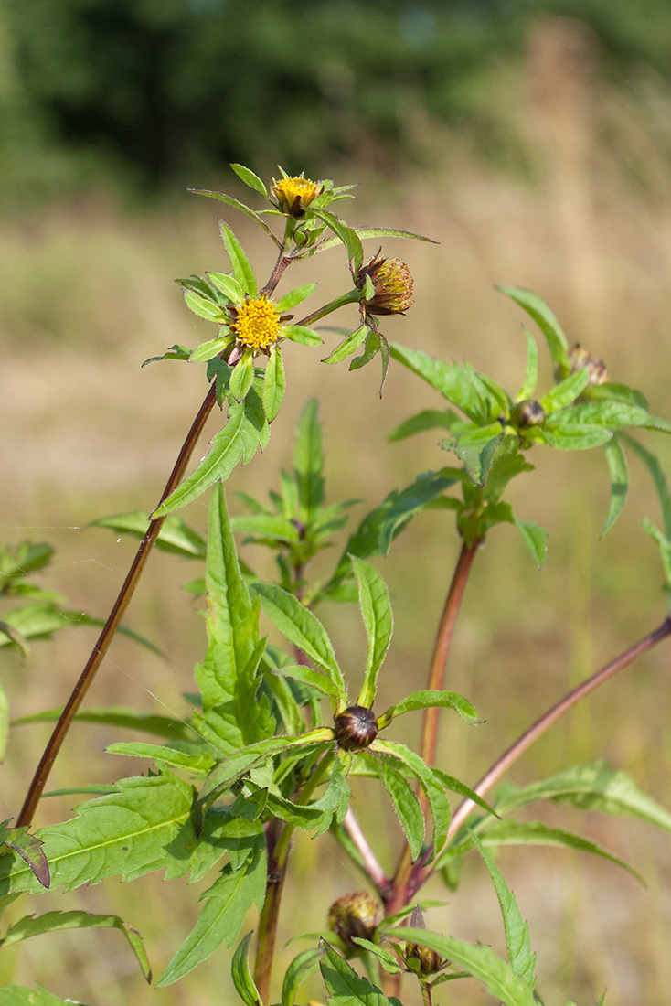 Image of Bidens tripartita specimen.