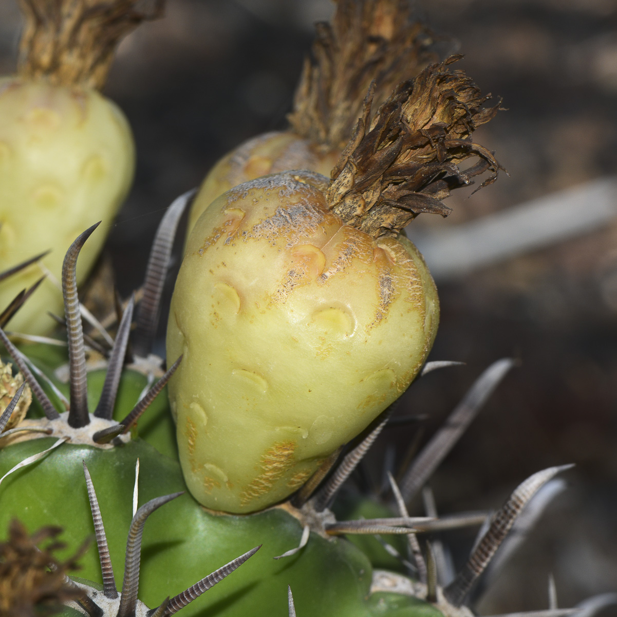 Изображение особи Ferocactus wislizeni.