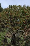 Arctostaphylos refugioensis