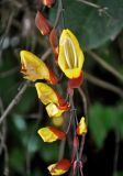 Thunbergia mysorensis