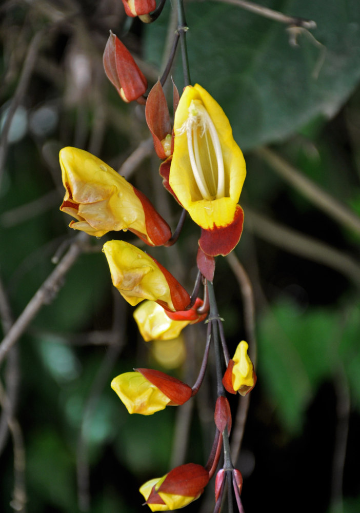 Image of Thunbergia mysorensis specimen.