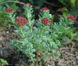 Rhodiola integrifolia