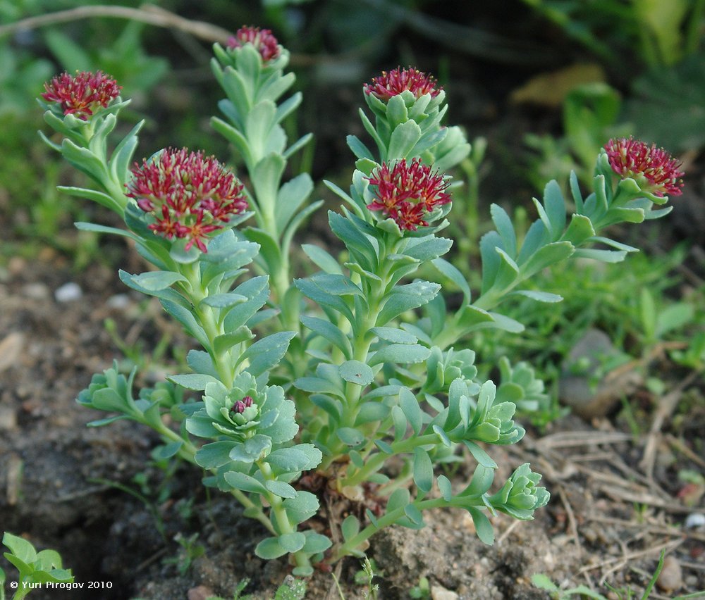 Изображение особи Rhodiola integrifolia.