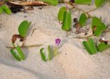 Ipomoea pes-caprae. Часть побега с бутонами. Малайзия, о-в Пенанг, окр. г. Джорджтаун, песчаный пляж. 05.05.2017.