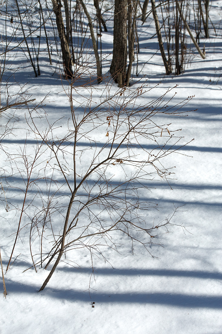 Image of Myrica gale specimen.