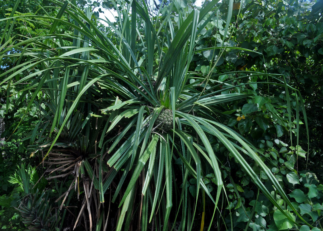 Image of Pandanus tectorius specimen.