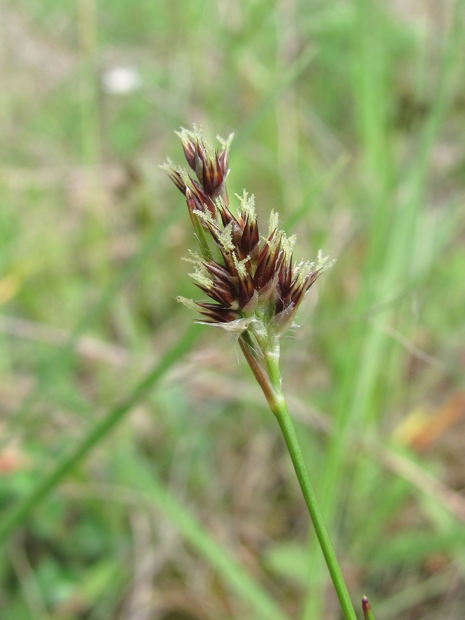 Image of Luzula multiflora specimen.