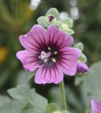 Malva arborea