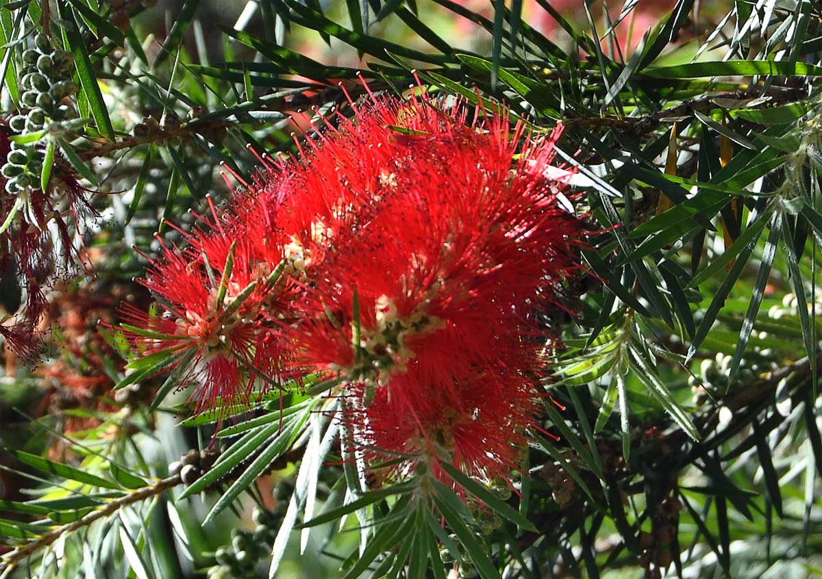 Изображение особи Callistemon phoeniceus.