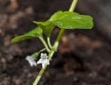 Clinopodium douglasii. Часть цветущего побега. Пермский край, г. Пермь, Кировский р-н, садовый участок, в культуре. 13 мая 2018 г.