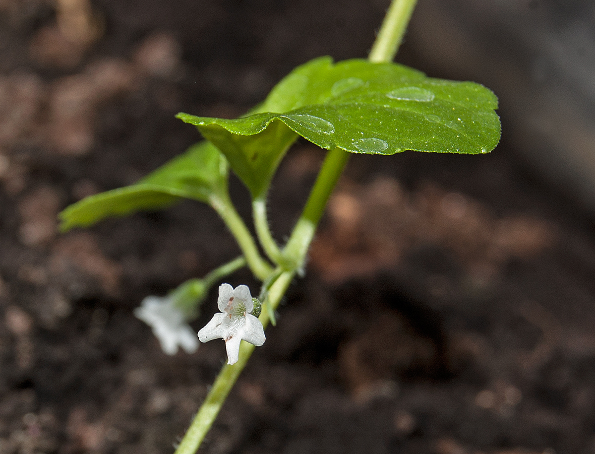 Изображение особи Clinopodium douglasii.