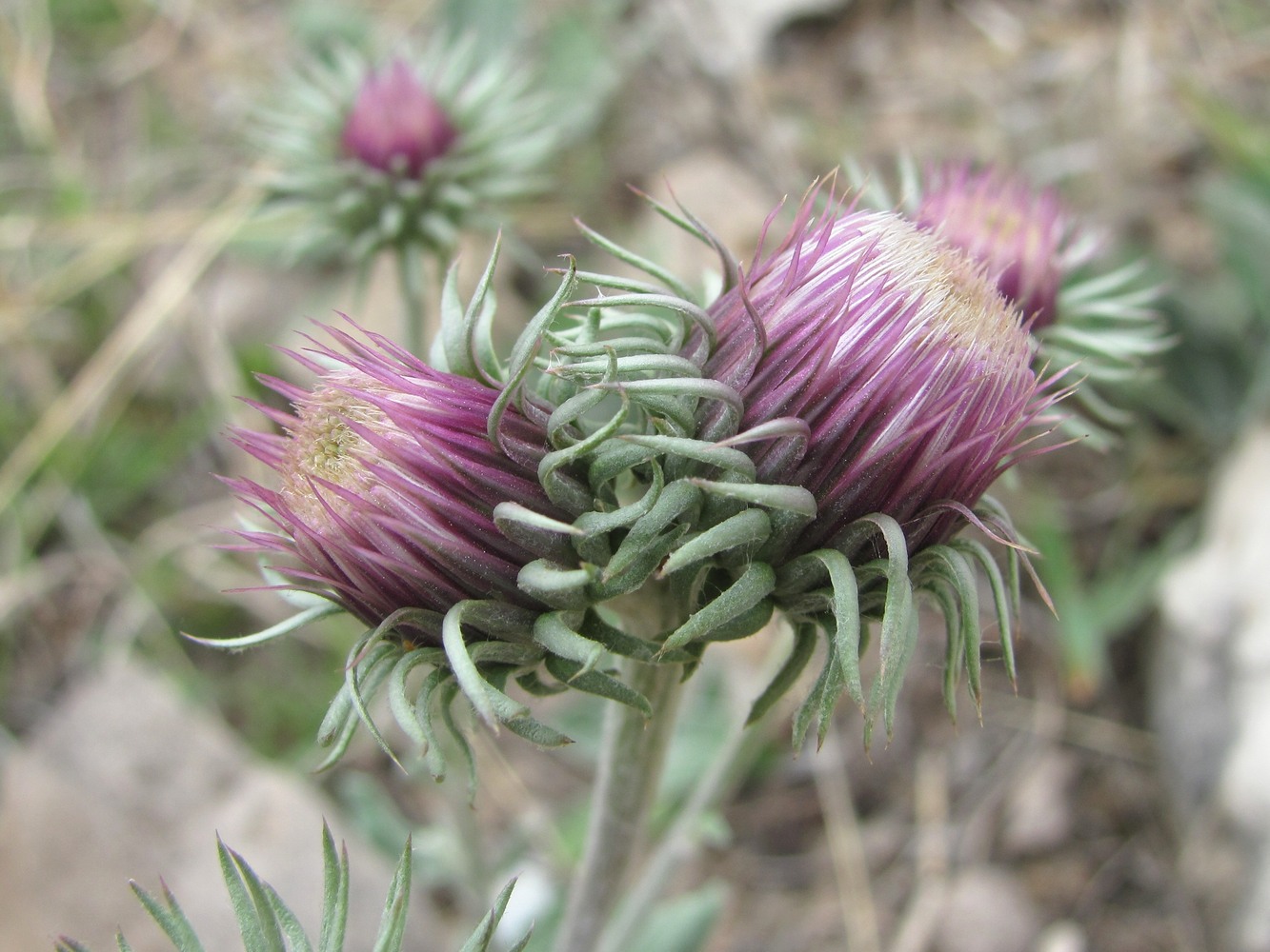 Image of Jurinea ruprechtii specimen.